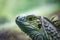 Iguana lizard portrait - extreme closeup on blurred background.