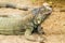 Iguana lizard stand still on ground