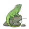 Iguana lizard on a stone illustration