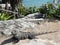 Iguana in the Mayan city of Tulum, an ideal vacation destination located in the state of Yucatan in Mexico, an exotic and ideal