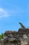 Iguana on Mayan Ruins