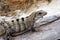 Iguana in Mexico on aged gray wood near beach