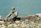 Iguana near on a rock near the pond