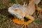 Iguana orange wild male lizard tropical exotic animal close up Trinidad and Tobago square