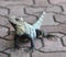 Iguana outdoor. Lizard