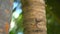 Iguana on palm in tropical country. Maldives- closeup of the eye of a cuban rock iguana