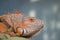 Iguana perched on cushion with blurry background