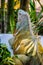 Iguana Photo Close-up portrait Large Green