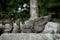 Iguana portrait at Mexico coast