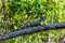 Iguana posing among the branches in a swamp