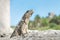 Iguana proudly posing in ruins of Tulum, Mexico