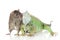 Iguana with rat together on a white background