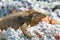 iguana on the reefs of the Cuban coast