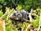 Iguana relaxing in a bush