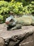 Iguana relaxing on a rock