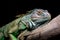 Iguana relaxing on stick