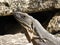 Iguana relaxing in the sun