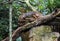 Iguana reptile close-up Lizard on a tree brunch in Parque das aves Foz do Iguacu, Brazil. Full Iguana body Iguazu falls Birds par