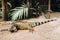 An iguana on a reservation on the island of Mauritius,a Large lizard iguana in a Park on the island of Mauritius