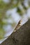 A Iguana resting on a branch in gardens.