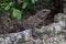 Iguana resting on rock