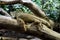 Iguana resting on tree