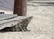 An iguana rests on the beach in Mexico