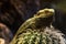 Iguana rests on cactus, close up. Bearded dragon
