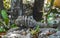 Iguana on rock Tulum ruins Mayan site temple pyramids Mexico