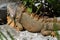 Iguana on rocks