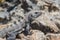 Iguana on the rocks of Isla Mujeres island near Cancun