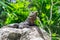 Iguana on rocks in the jungle. Mexico