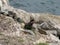 Iguana in the Rocks by the Ocean