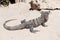 Iguana on the sand