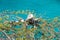 Iguana on a shrub over the sea on Curacao