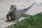 Iguana on Sidewalk