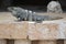 Iguana sits on the cliff near Mayan archeological site Uxmal.