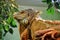 Iguana sits on a dry tree branch.