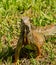 Iguana is sitting in the grass near the pond