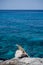 Iguana sitting on oceans edge on a rock portrait