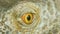 Iguana skin eyes close up macro nature background