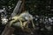 An iguana is sleeping on a tree branch in Suan Phueng District Zoo, Ratchaburi
