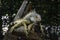 An iguana is sleeping on a tree branch in Suan Phueng District Zoo, Ratchaburi