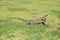 Iguana standing on a grass.