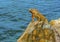 An iguana stands proud on the harbour defenses at Marigot in St Martin