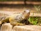 Iguana Staring on the Garden