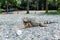 Iguana Staring on Rocks