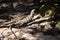 Iguana sunbathing on the beach of Tulum at the foot of the Tulum castle belonging to the ancient Mayan civilization that stretched