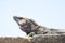 Iguana sunbathing at Chichen Itza ruins