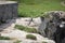 Iguana sunbathing on the cliff, Punta Sur, Isla Mujeres, Mexico